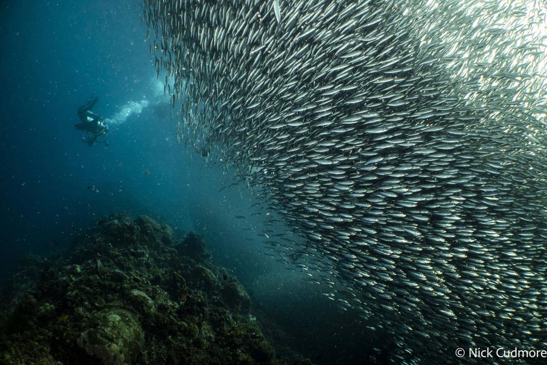 Diving