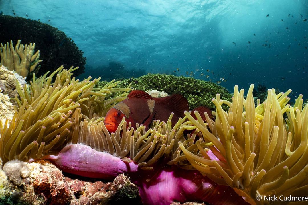 Diving