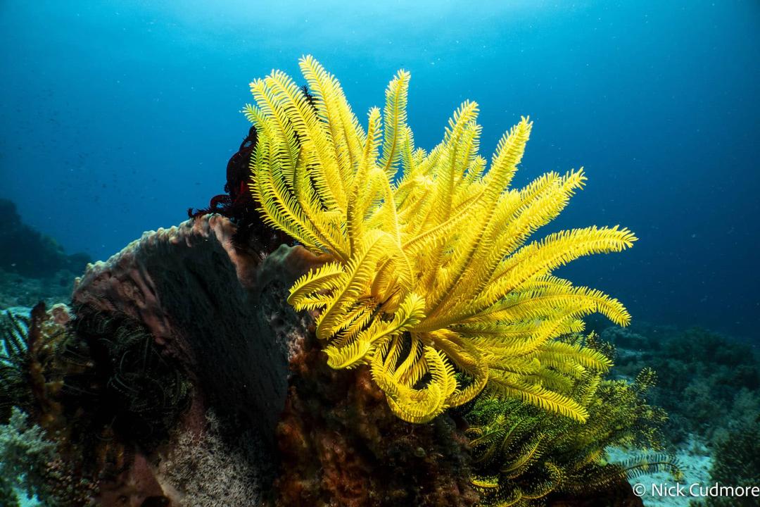 Diving