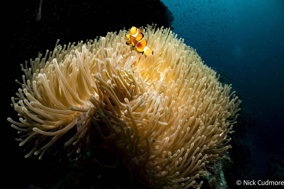 Diving
