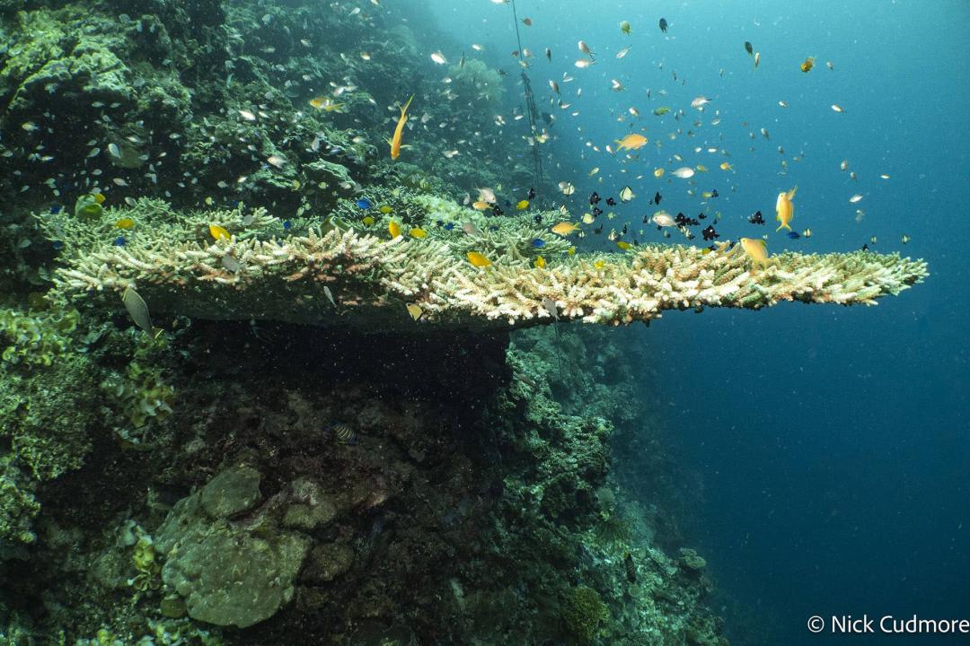 Diving
