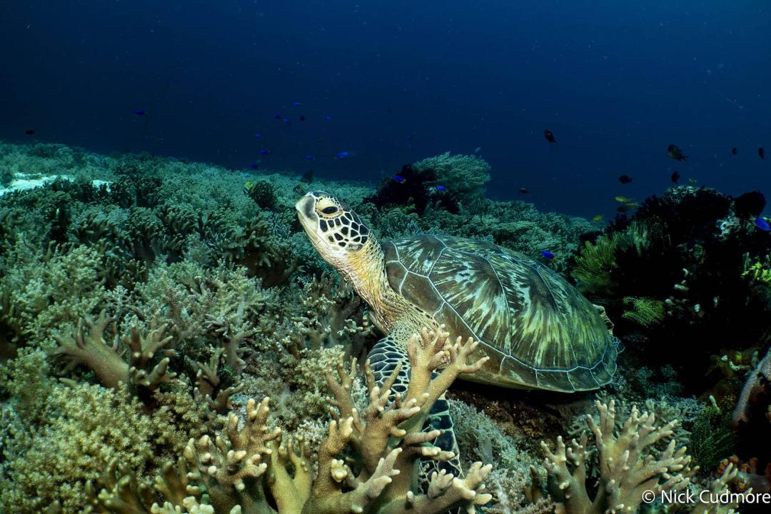 Diving