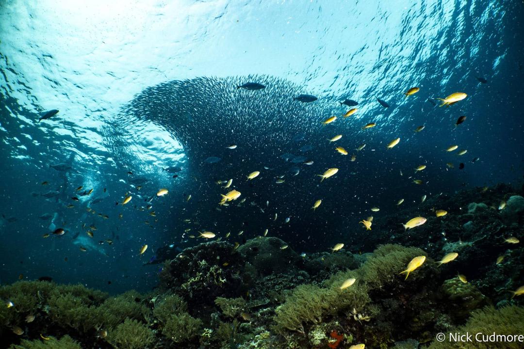 Diving
